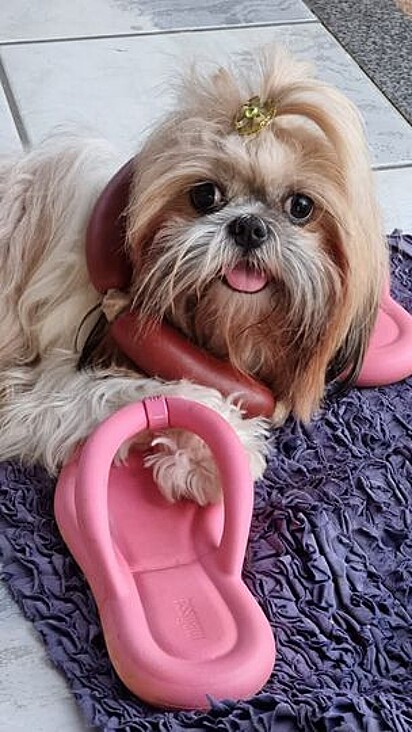 Meg, the Shih Tzu. 