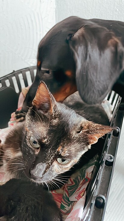 Mequinho stayed by the cat’s side at all times.