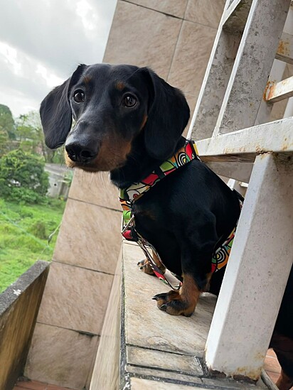 The Dachshund was a longtime dream of his owner.