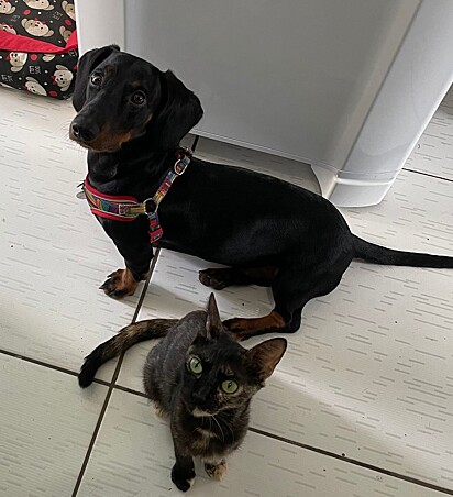 The dog started protecting the kittens. 