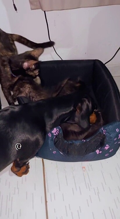 Mequinho even helped the cat groom her kittens.