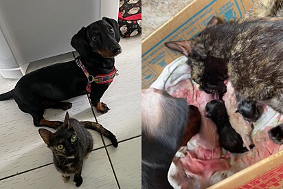Dog steps in to help after cat gives birth to kittens. 