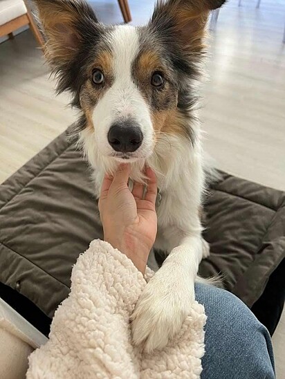 The Border Collie is deeply loved by his owners. 