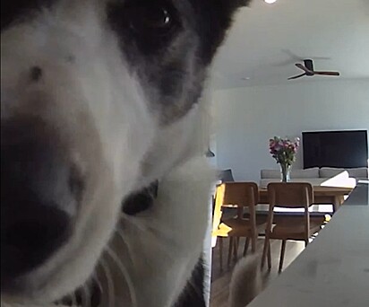 Daisy got into mischief at home — and her owner found out. 