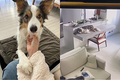 Couple catches dog making a mess at home and scolds him through the security camera.
