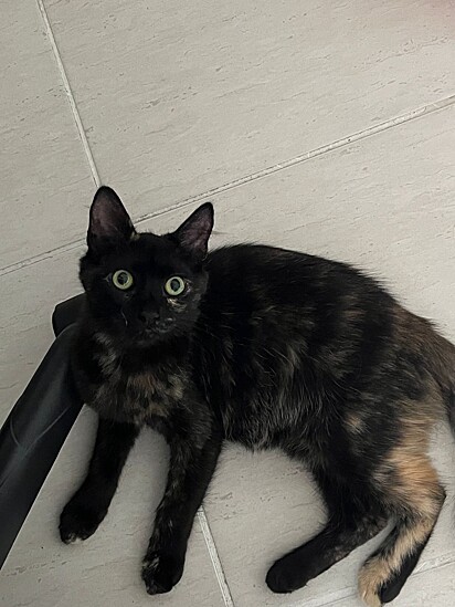 Camila fell in love with the kitten and decided to adopt her. 