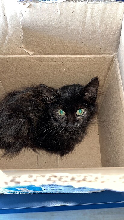 After the rescue, Camila brought the kitten home as a foster. 