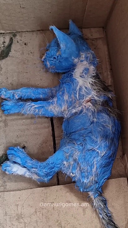Blue was found covered in blue oil paint. 