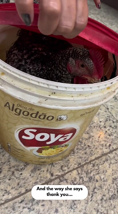 The unexpected gift in the bucket? A hen. 