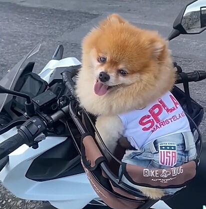 Zé goes on motorcycle rides with Antonio.