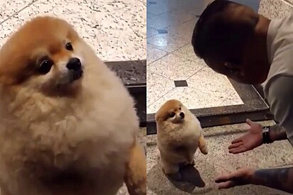 The Pomeranian was scolded after growling at a food delivery guy.