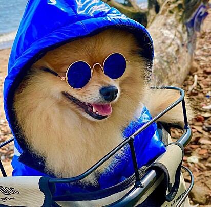 The Pomeranian is known as the Little Island Lion.
