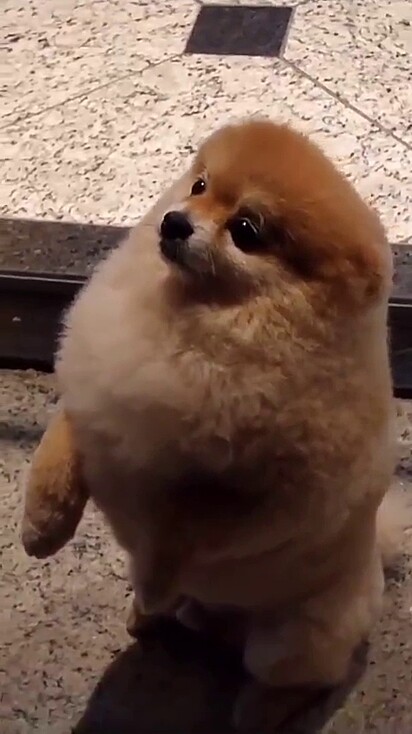 Zé was scolded by his owner.