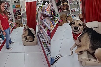 Learn the story of a dog who has two names and two homes. 