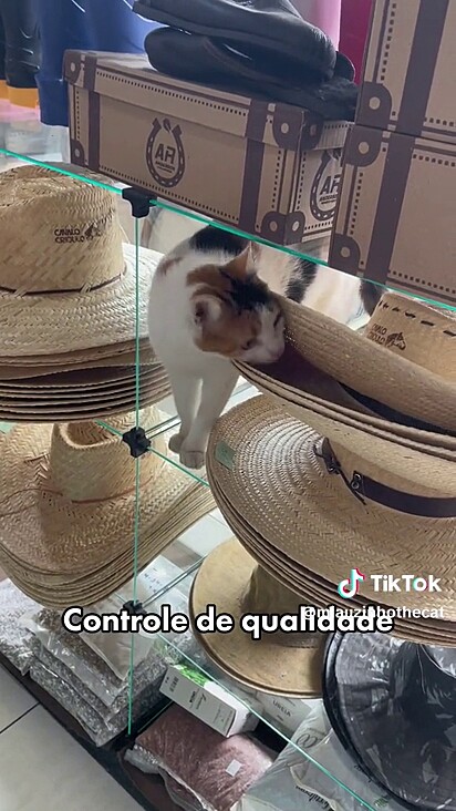 Mimi smelling hats.