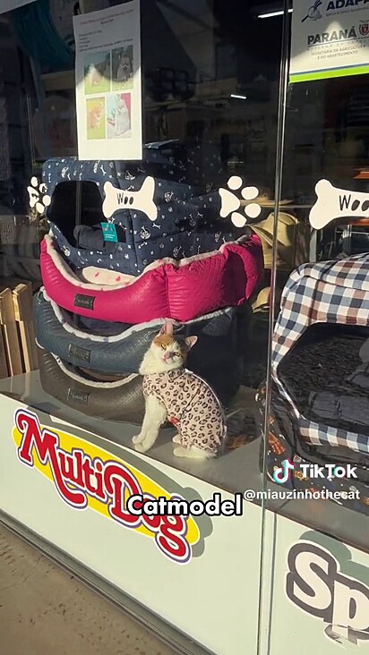 Mimi in the shop window, showing off her beauty. 