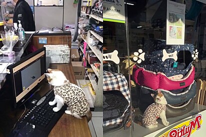 The kitty works at a pet shop/grooming salon and has many responsibilities.