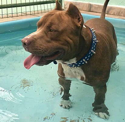 Thor is on a diet. And in the pool.