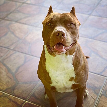 Thor weighs 132 pounds.