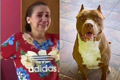 The owner explained to Amo Meu Pet the real reason she cried after taking her Pitbull to the vet.