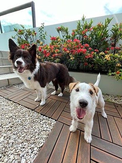 Cacau is a Border Collie and Bento is a Jack Russell Terrier.