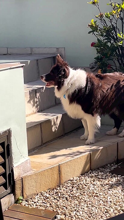 Cacau cries until her owner gives her the ball back. It all seems planned out