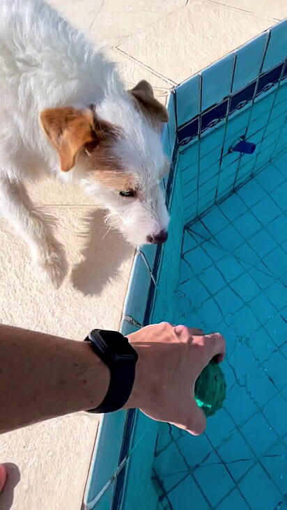 He waits for his owner to come back to play.
