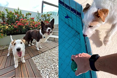 The dogs found a way to force their owner to keep playing fetch.