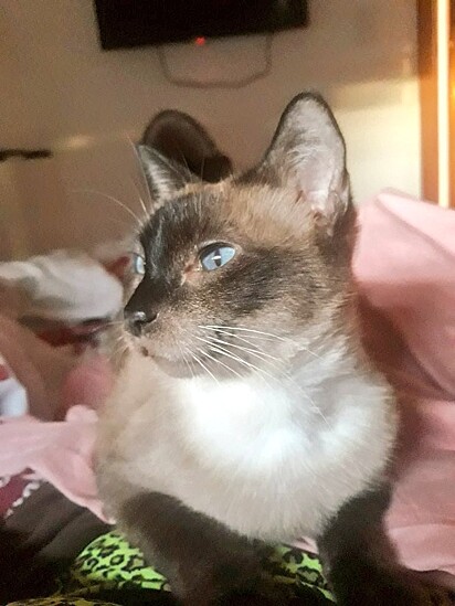 Tina was adopted ten years ago.