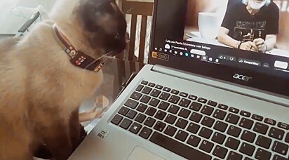 The cat watches a video of her late owner on a computer.