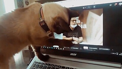 Tina caresses the laptop screen as if she were stroking her owner’s face.