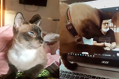 Cat gets emotional watching a video of her late owner.