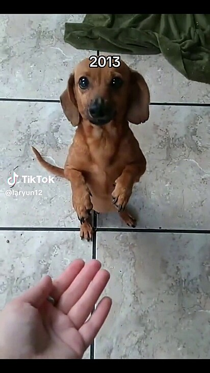 The dachshund raising her front paws.
