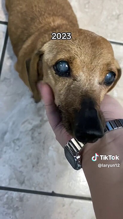 The senior dachshund. Time has passed, but she’s still just as affectionate.