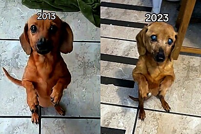 Little Dachshund sits and raises her paws for a hug.