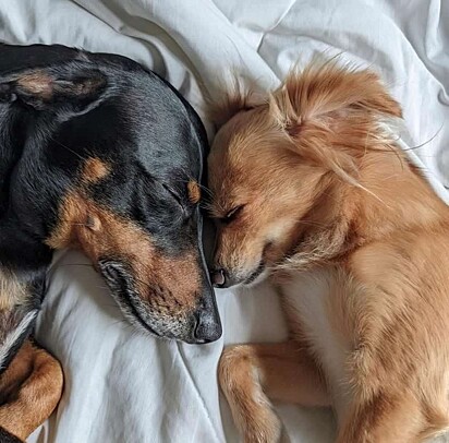 The dogs sleeping close together.