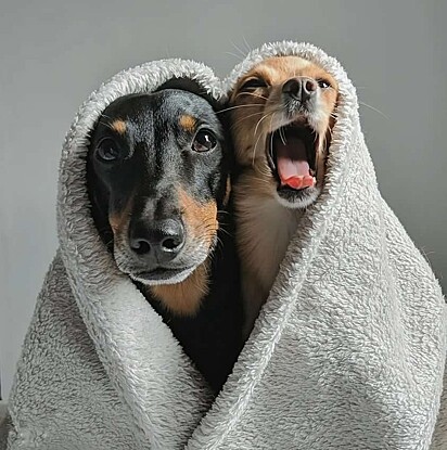 These dogs adore each other’s company. In the photo, Pingo and Nina are snuggled up under a blanket.