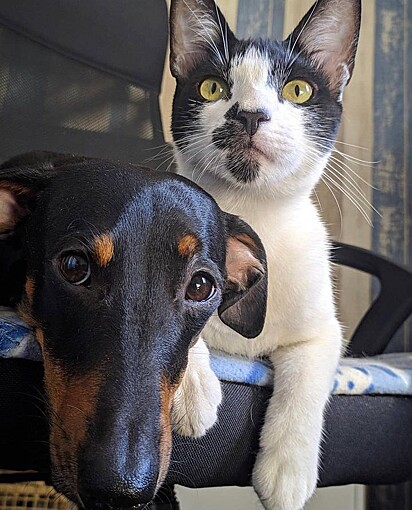 Pingo and Perninha.