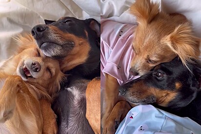 These dogs love staying face to face.