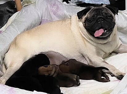 The Pug gave birth to six puppies—a Chow Chow and Pug mix.