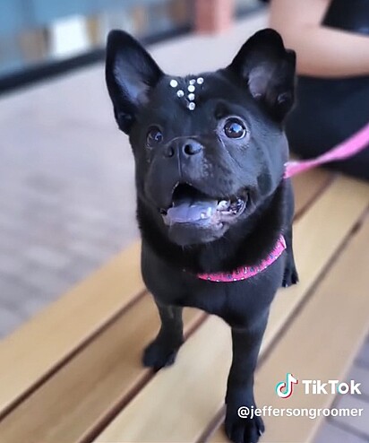The dog is a mix between a Pug and a Chow Chow—a “Pugchow” mutt.