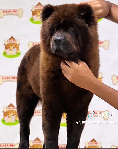 The puppies’ dad is a Chow Chow.