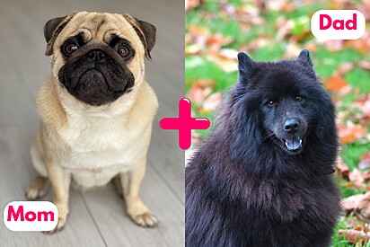 The mom is a Pug and the dad is a Chow Chow. So, how did the puppies turn out?