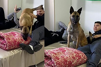 Video of Belgian Shepherd supervising date goes viral. 