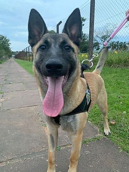 Glock is a Belgian Shepherd.