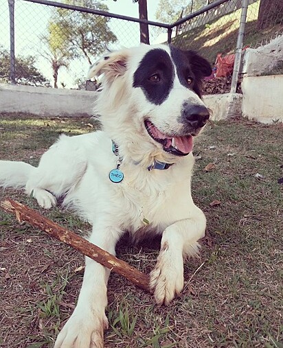 This clever dog loves playing and causing mischief. 