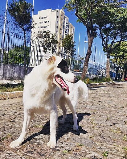 Theo is a mutt who loves to play tag.