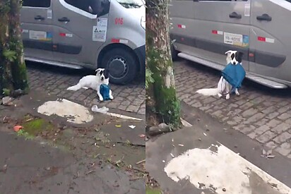 Dog uses perfect tactic to get owner to play tag.