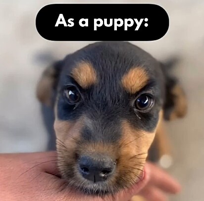 What the supposed Rottweiler and German Shepherd mix looked like as a puppy.