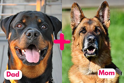 What would a German Shepherd and Rottweiler mix look like?